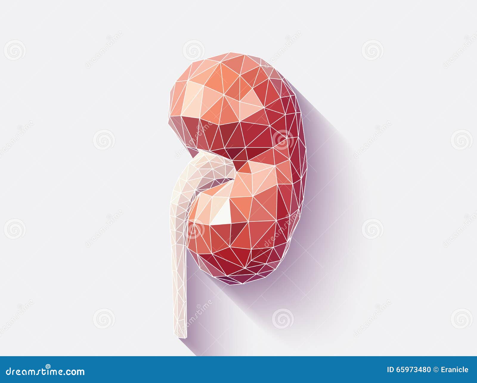 kidney faceted
