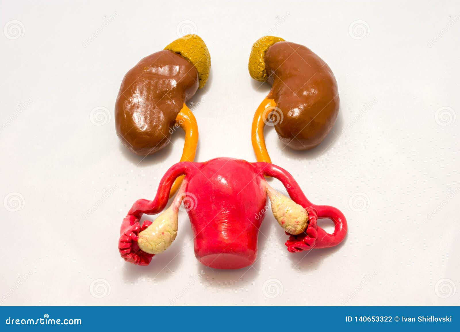 kidney and female sex or genital organs - uterus with ovaries one above the other. anatomy, physiology, interaction, state of preg