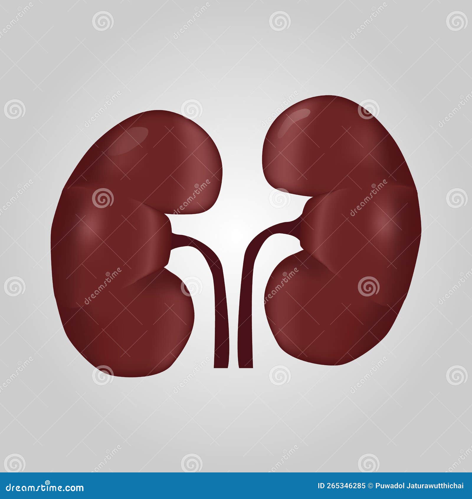 Kidney of Human . Urological System . Realistic Design . Isolated Stock ...