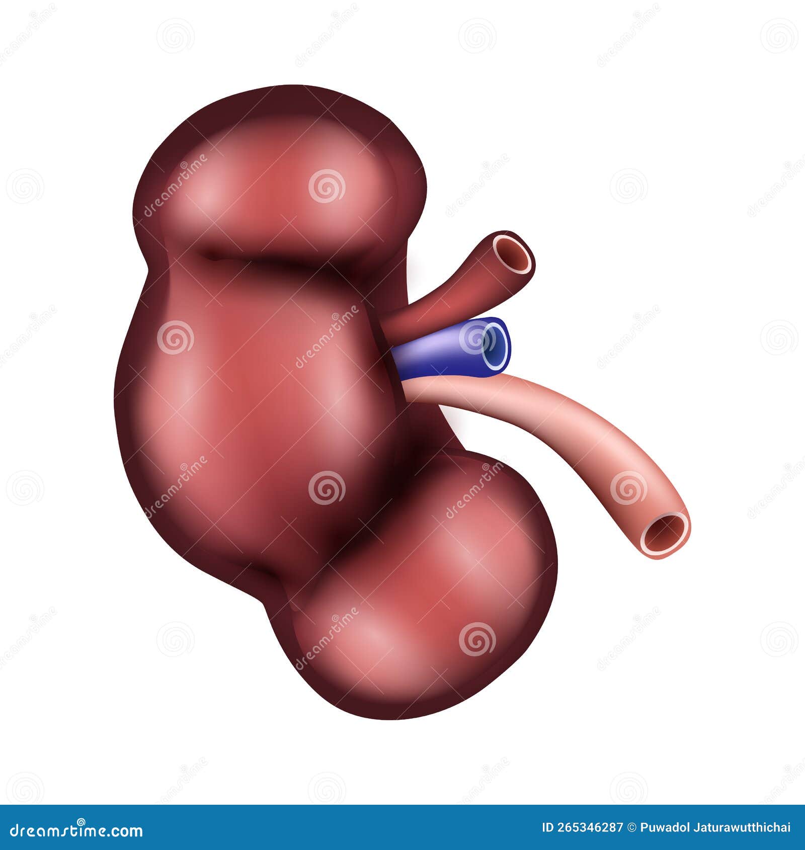 Kidney of Human . Urological System . Realistic Design . Isolated Stock ...