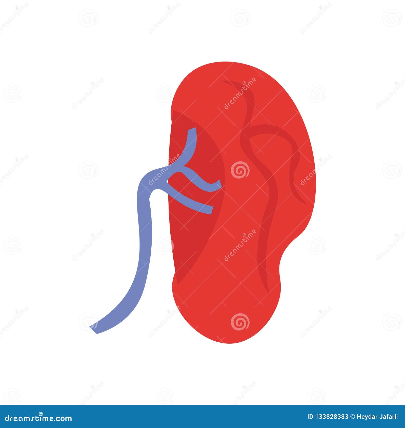 Kidney Icon Vector Sign and Symbol Isolated on White Background Stock ...