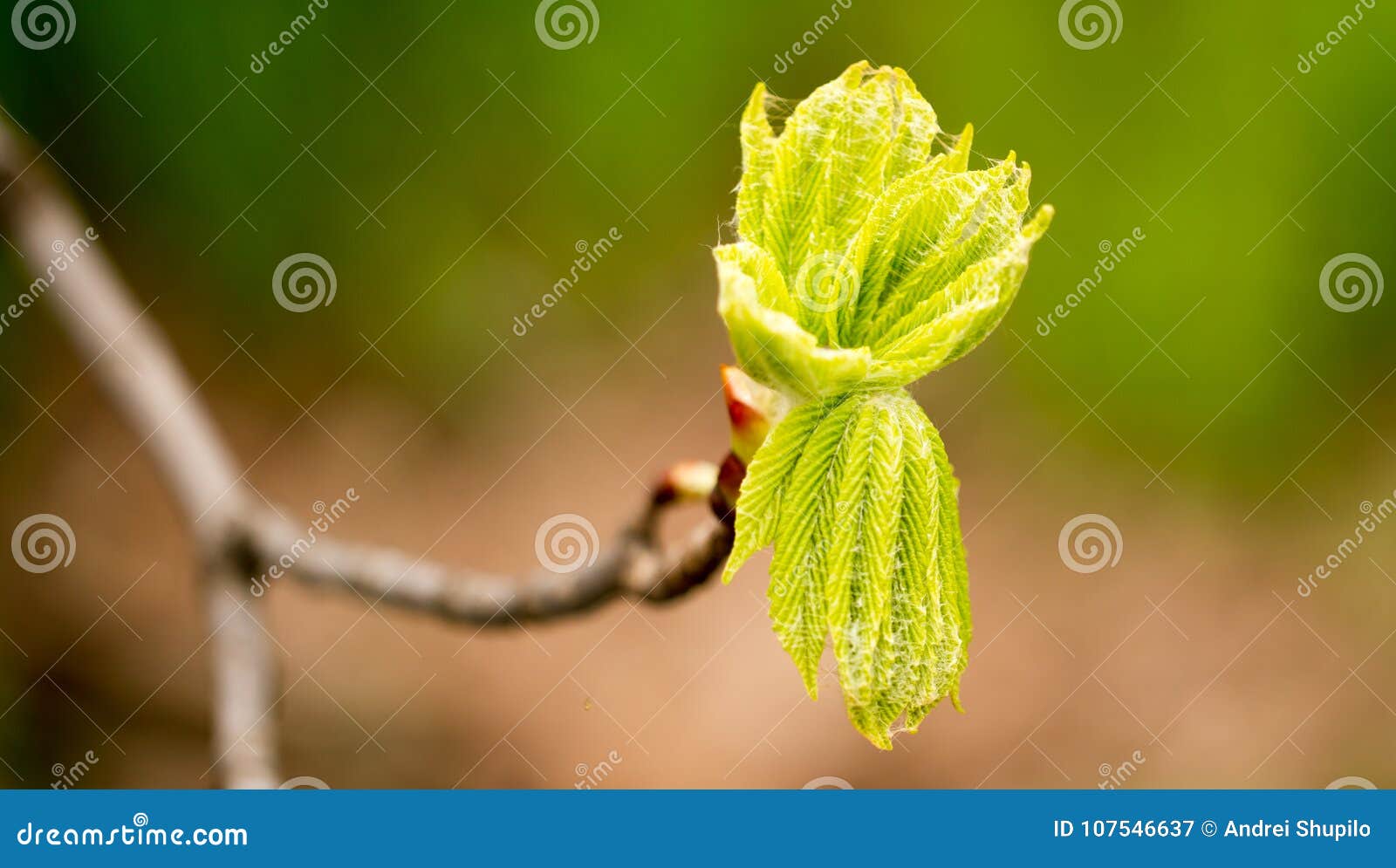 Kidney with Leaves on a Chestnut Tree in Spring Stock Image Image of