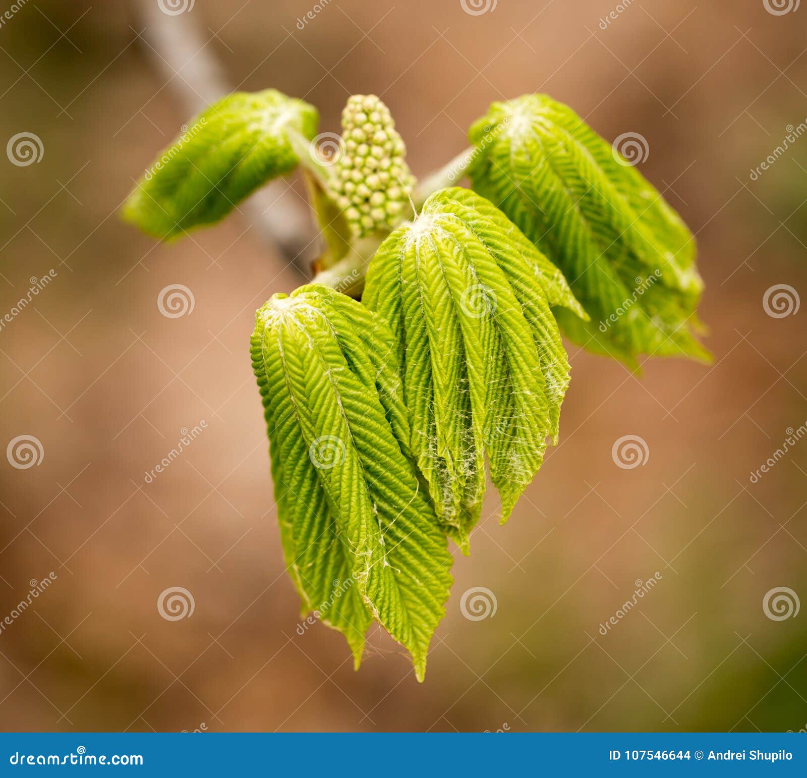 Kidney with Leaves on a Chestnut Tree in Spring Stock Photo Image of