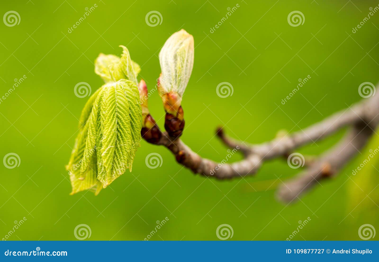 Kidney with Leaves on a Chestnut Tree in Spring Stock Image Image of