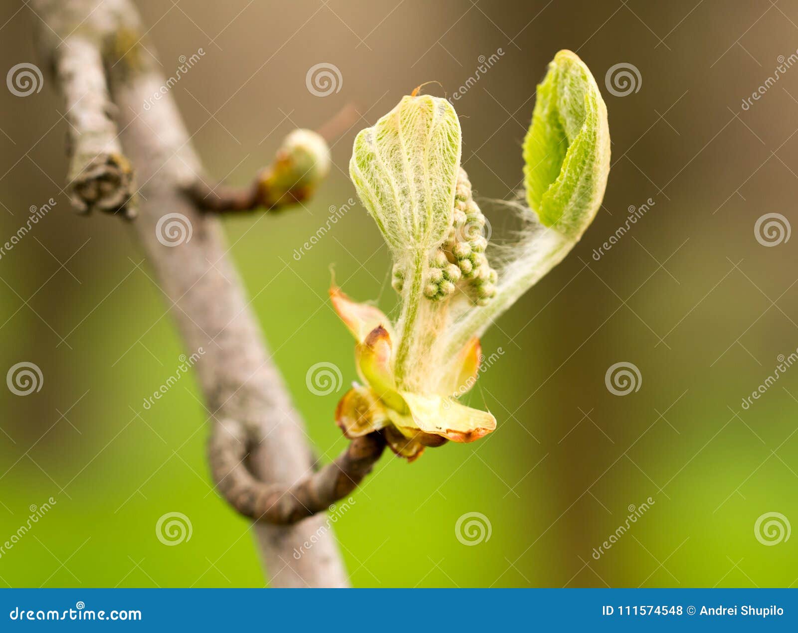 Kidney with Leaves on a Chestnut Tree in Spring Stock Photo Image of