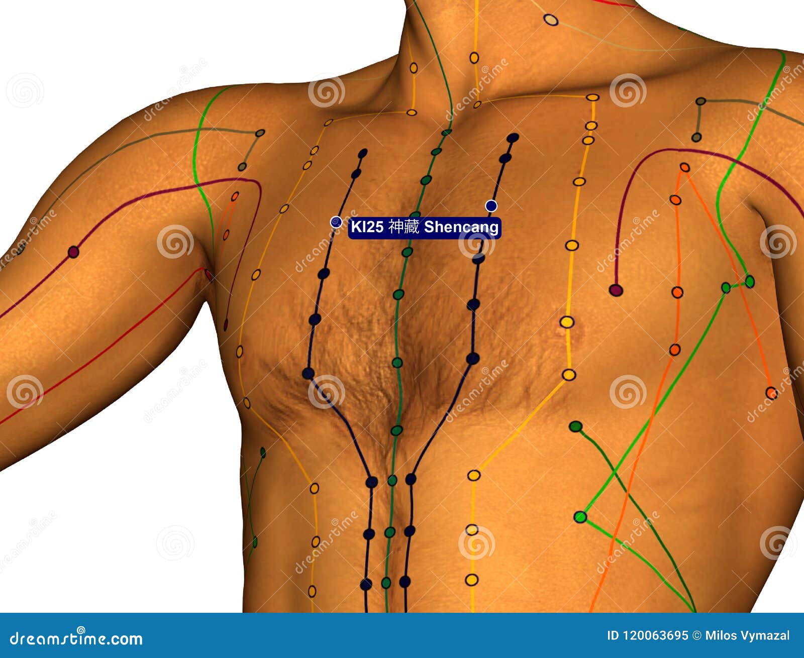 Acupuncture Points Chest Chart