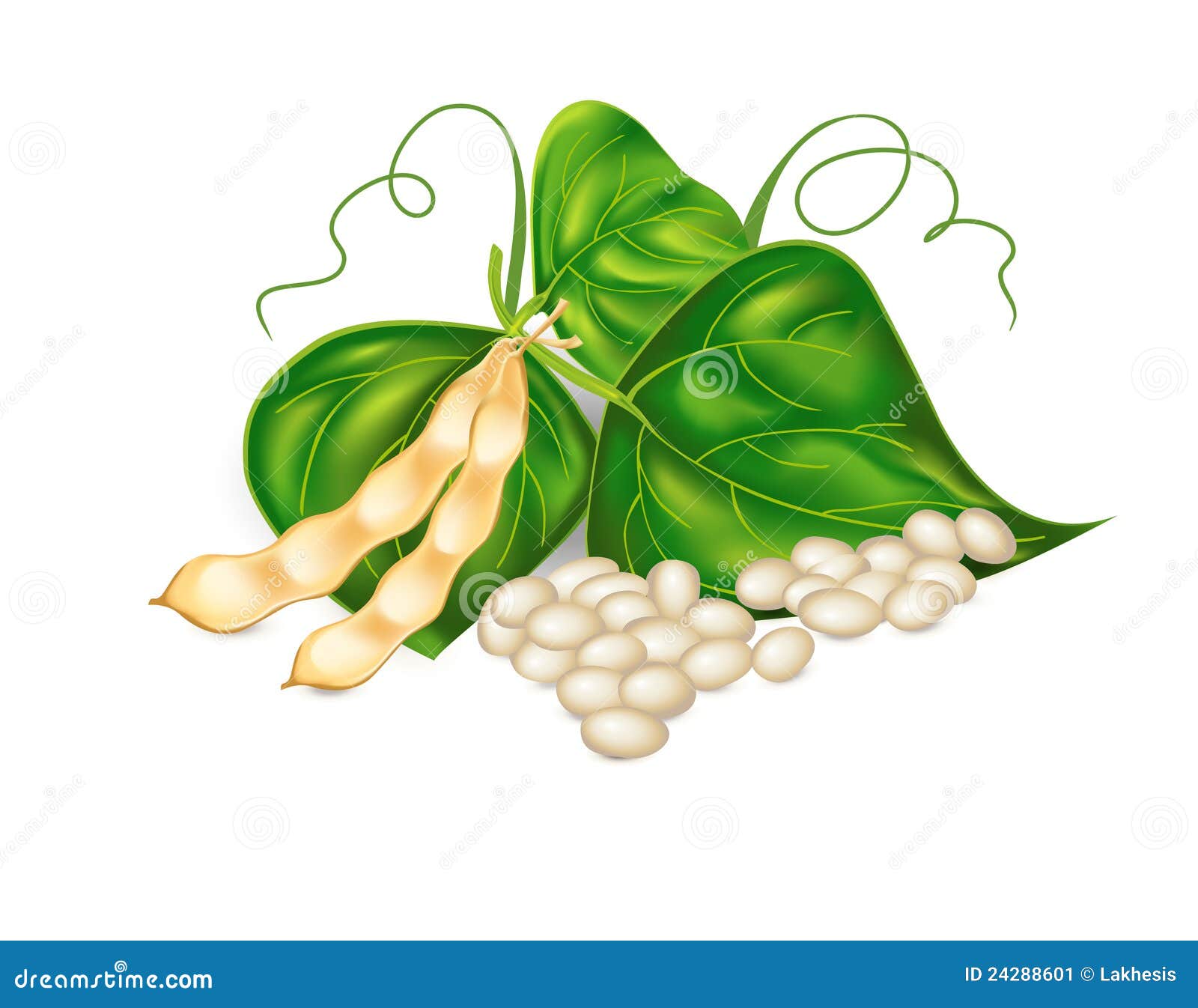 Kidney ( Soy ) Beans with Leaves Stock Vector Illustration of cooking