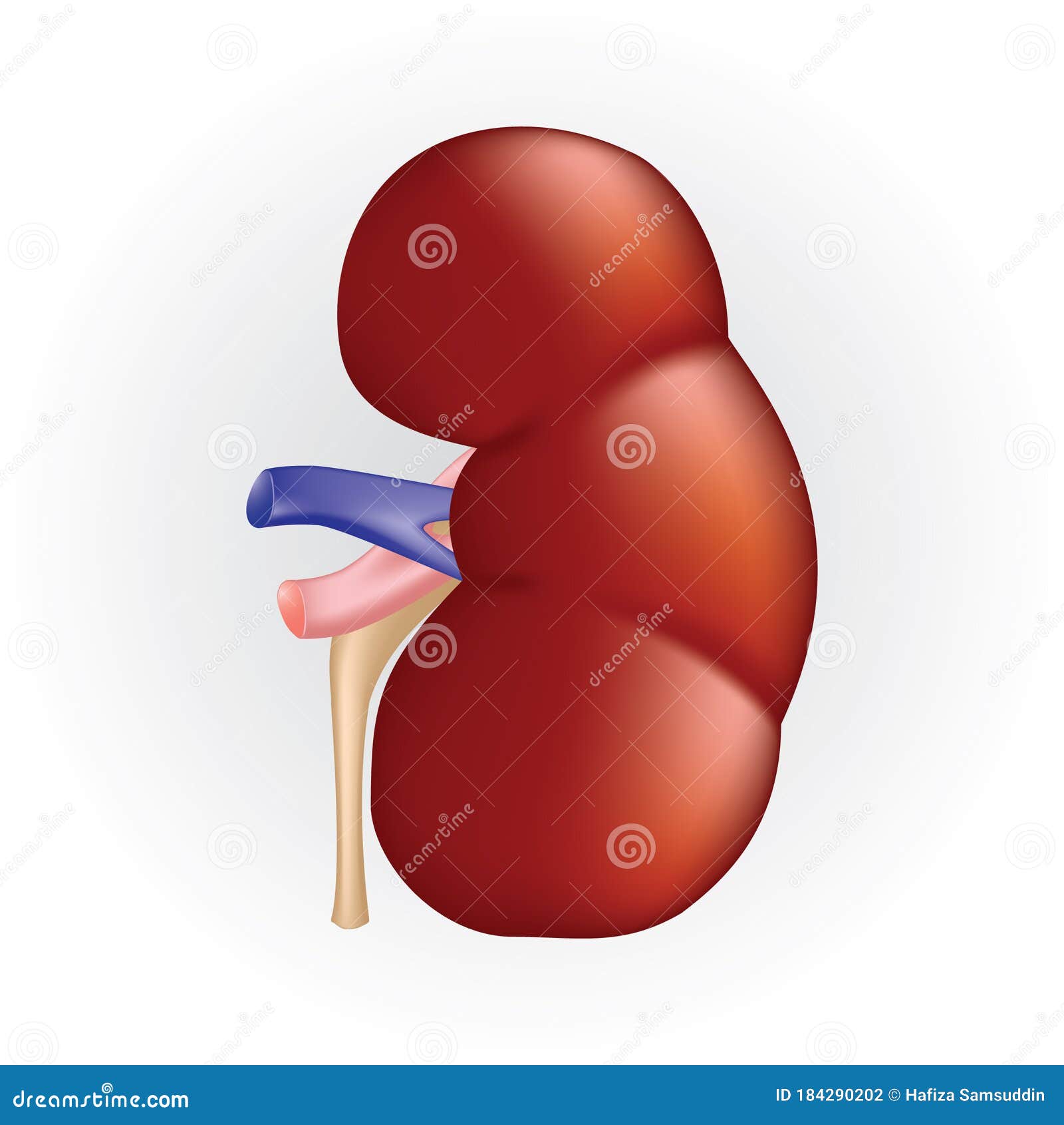 Kidney. Vector Illustration Decorative Background Design Stock Vector ...