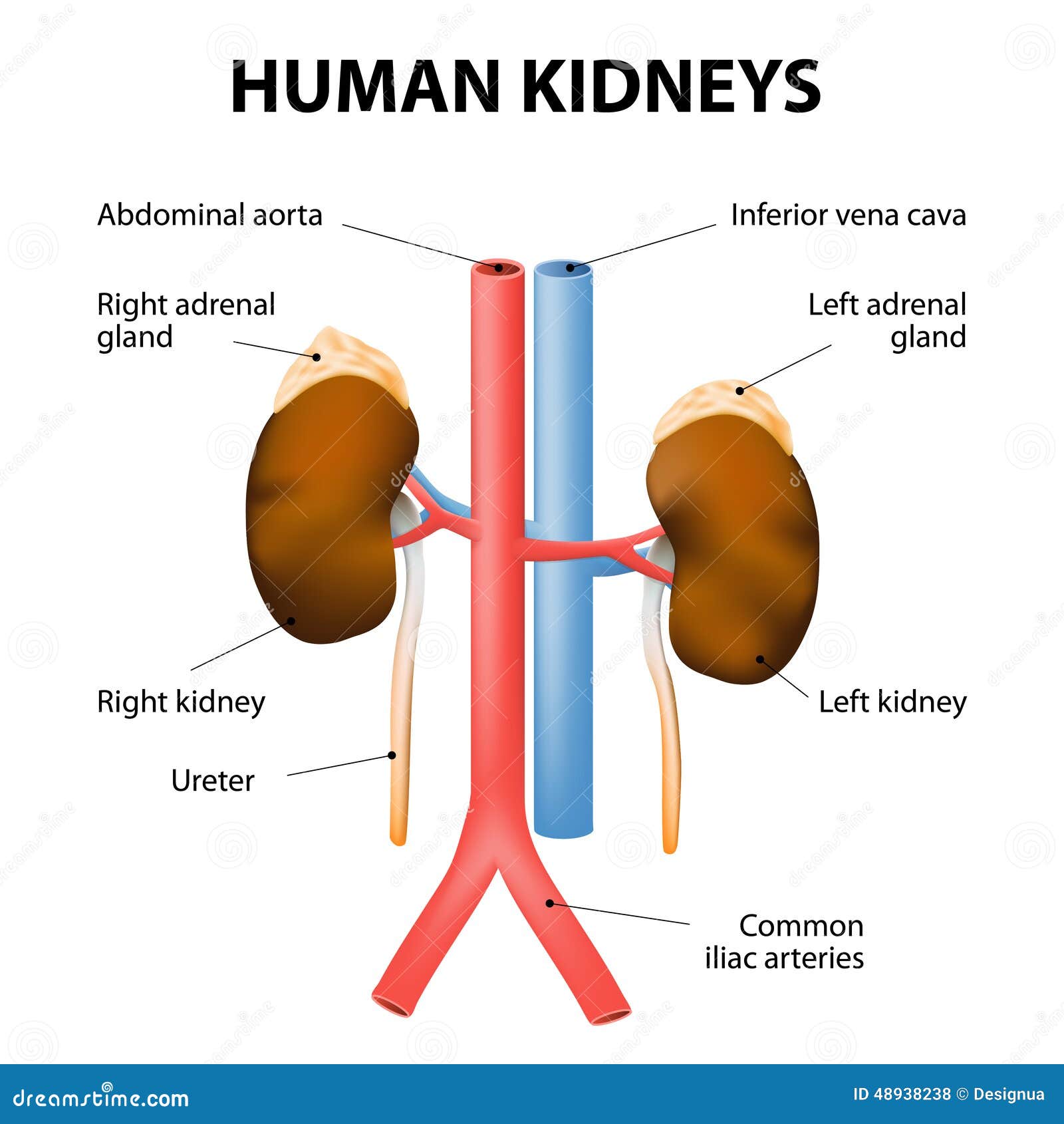 Adrenal gland kidney glowjes