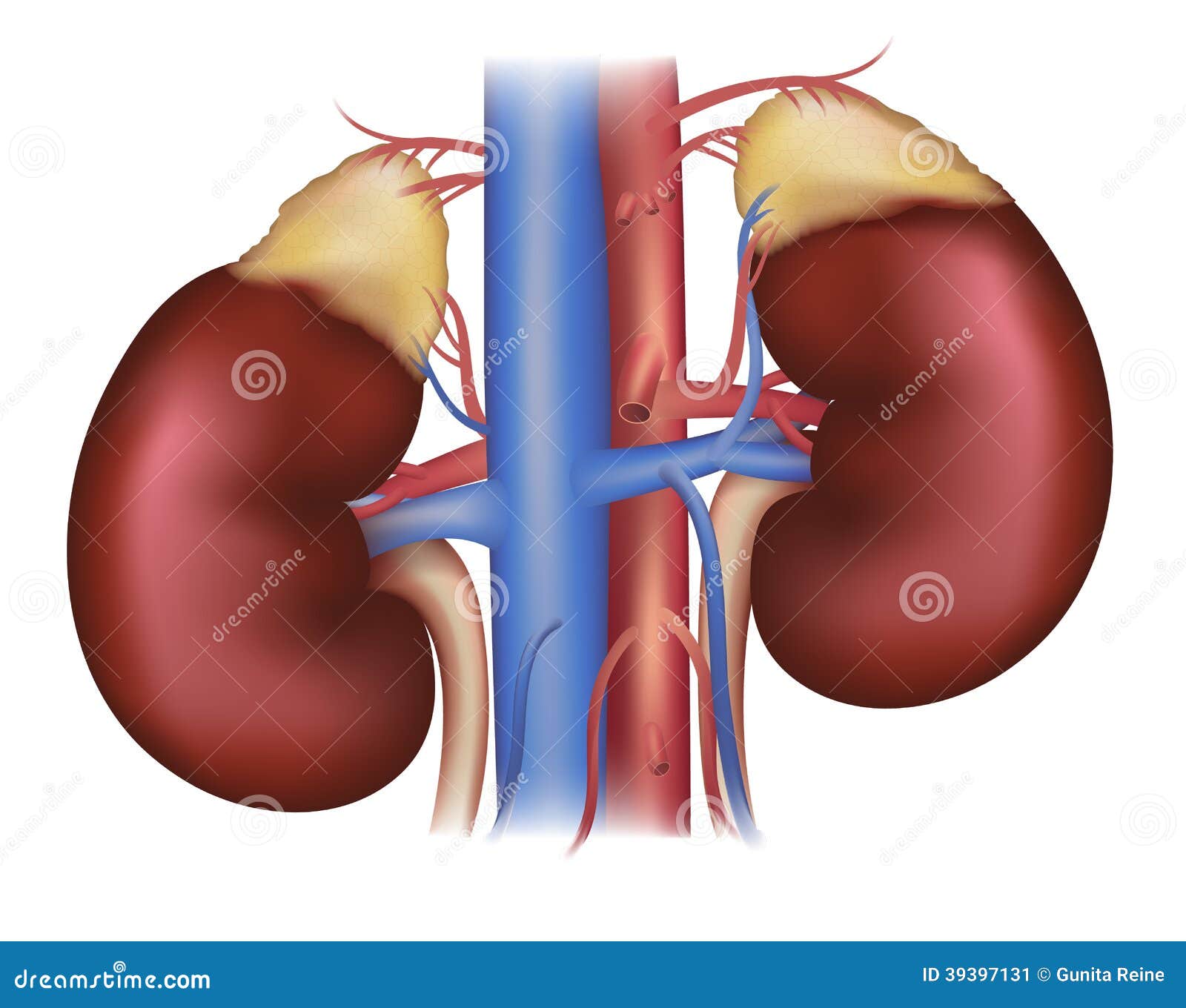 kidneys and adrenal glands, blood supply