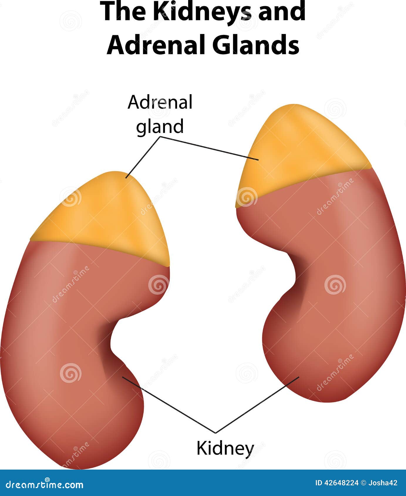 the kidneys and adrenal glands