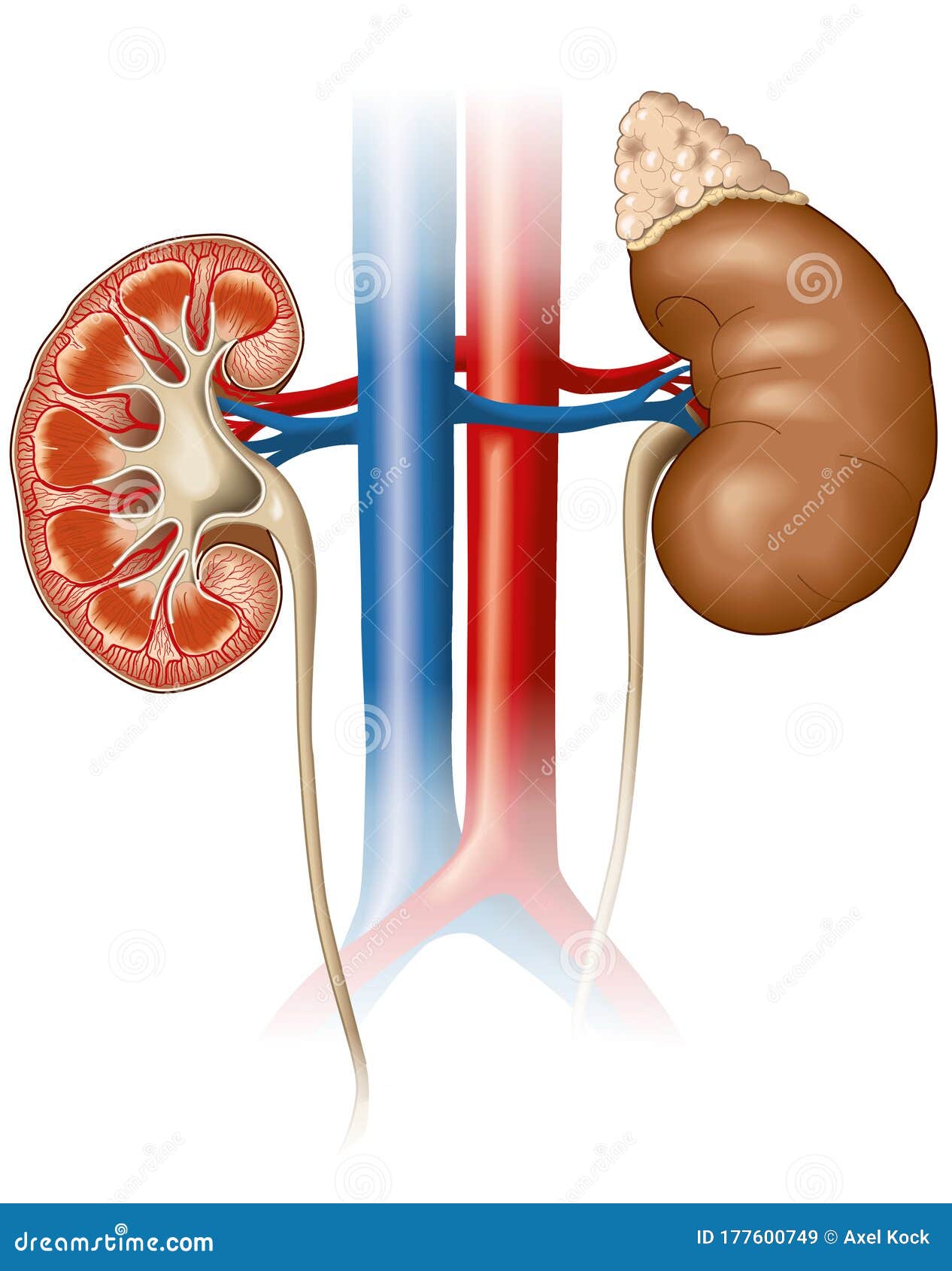 kidneys anatomy, medically 