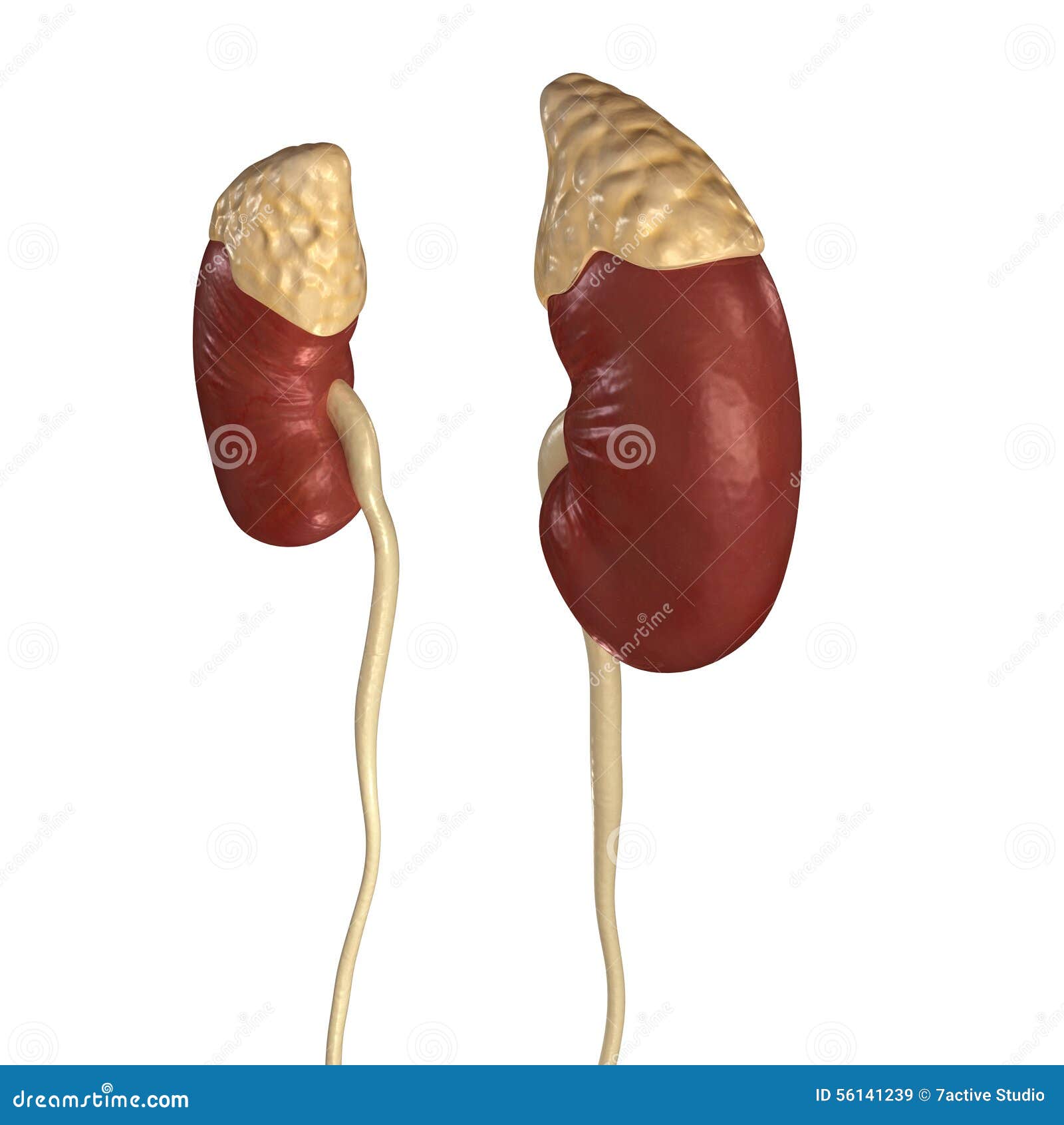 Kidneys stock illustration. Illustration of kidneys, science - 56141239