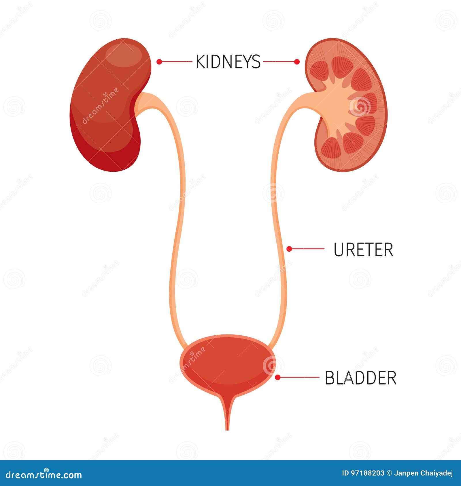 Internal Organ Chart