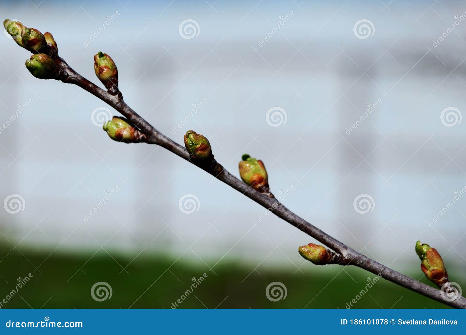 Kidneys on a Branch of Cherry Closeup Bloom in Spring Stock Photo