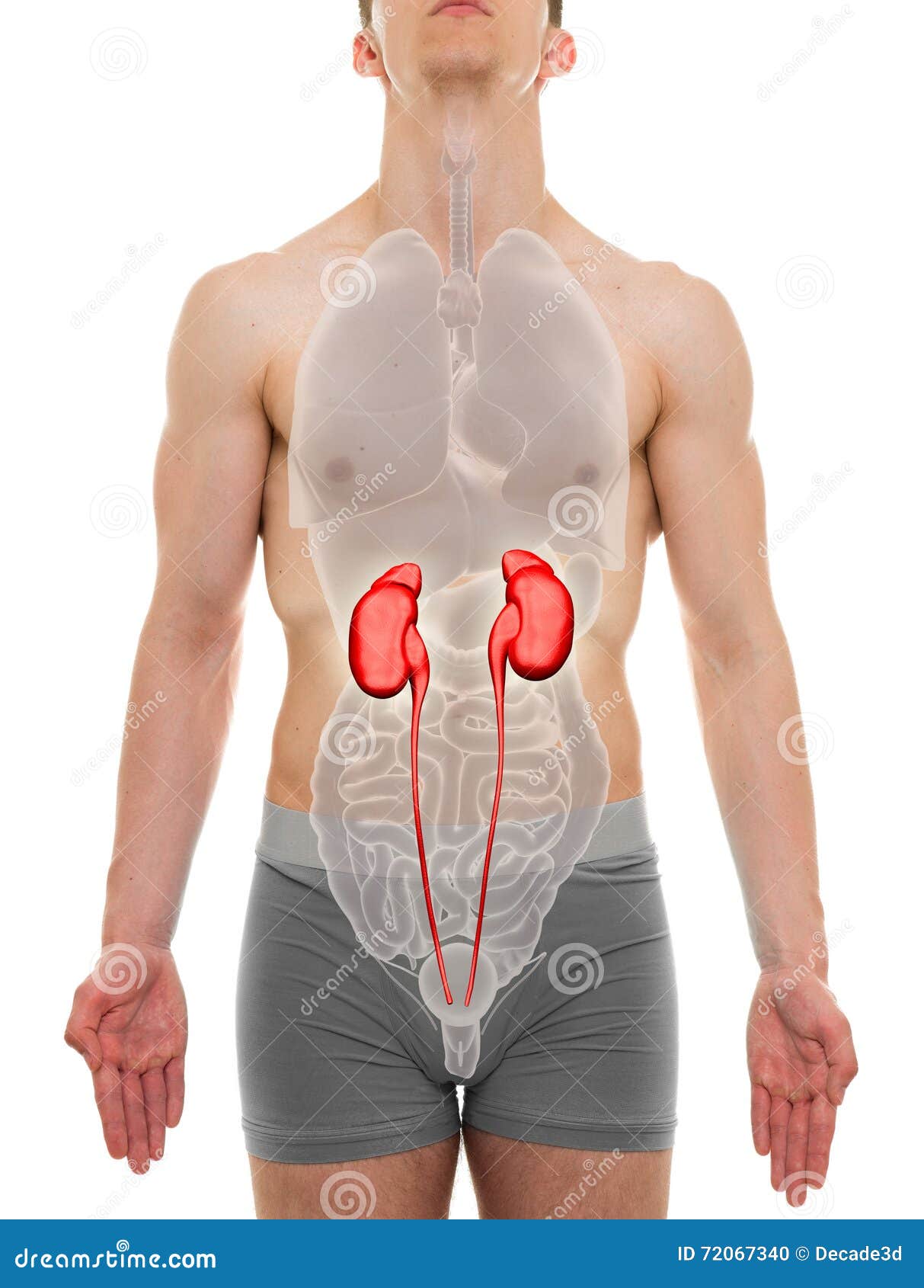 Kidneys Male - Internal Organs Anatomy