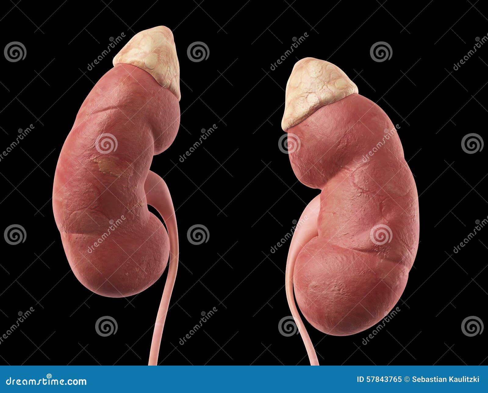 The kidneys stock illustration. Illustration of anterior - 57843765