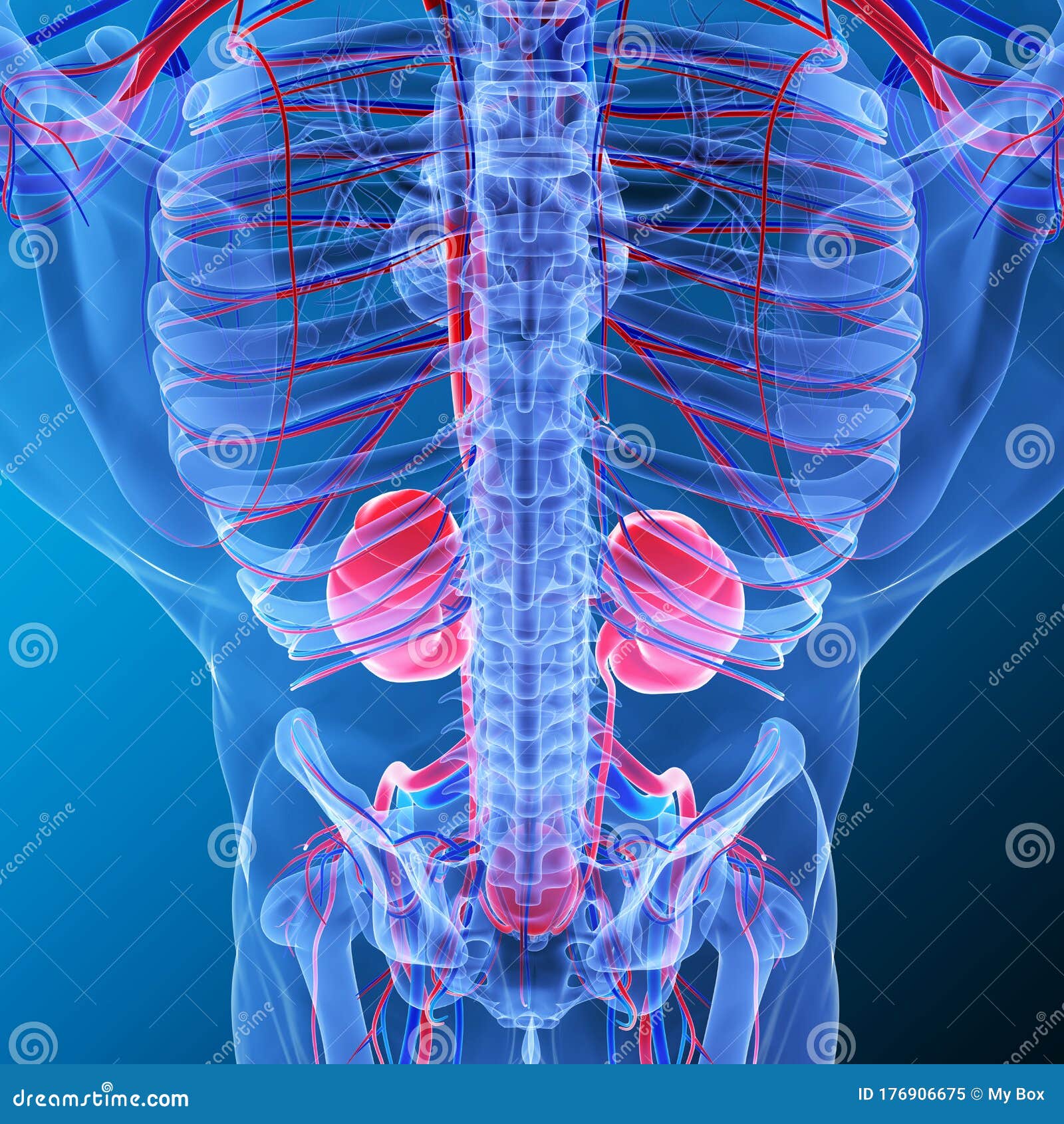 Organs Below Rib Cage