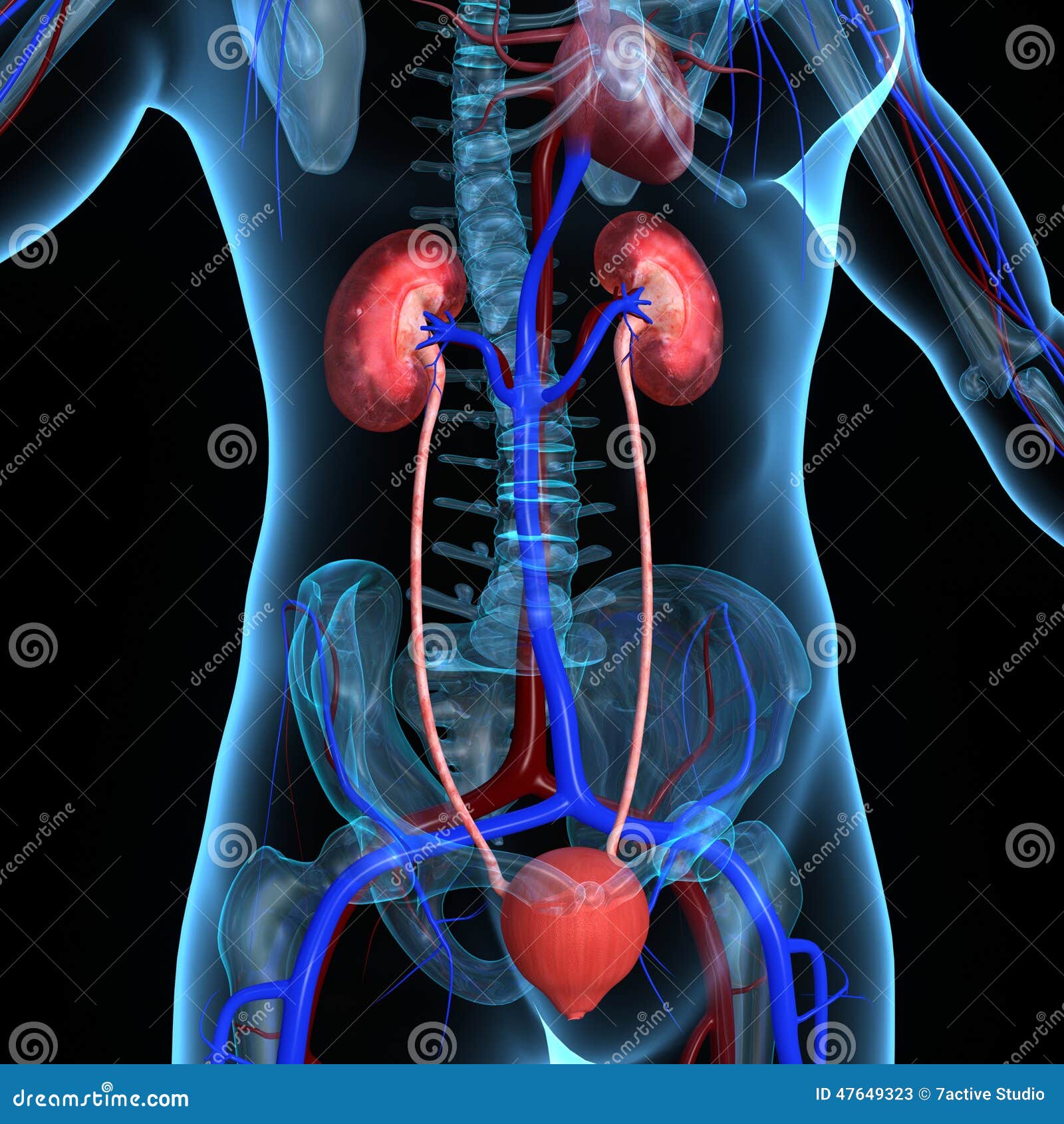 Kidneys Stock Illustration  Illustration Of Anatomy  Gland