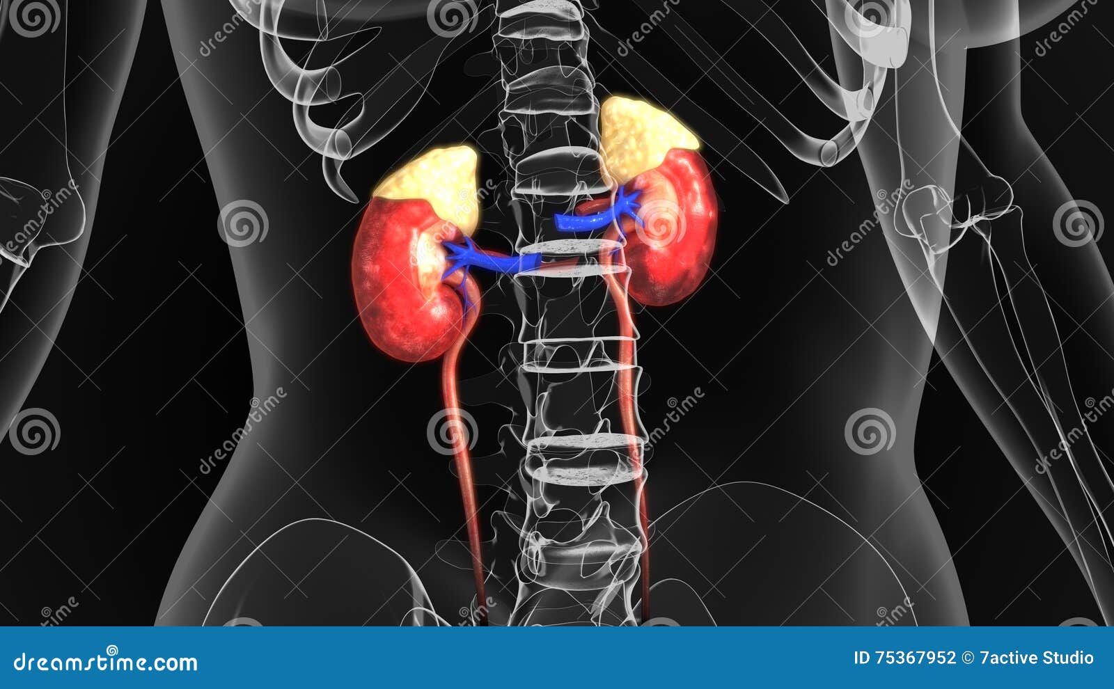 Kidneys stock illustration. Illustration of nerve, human - 75367952