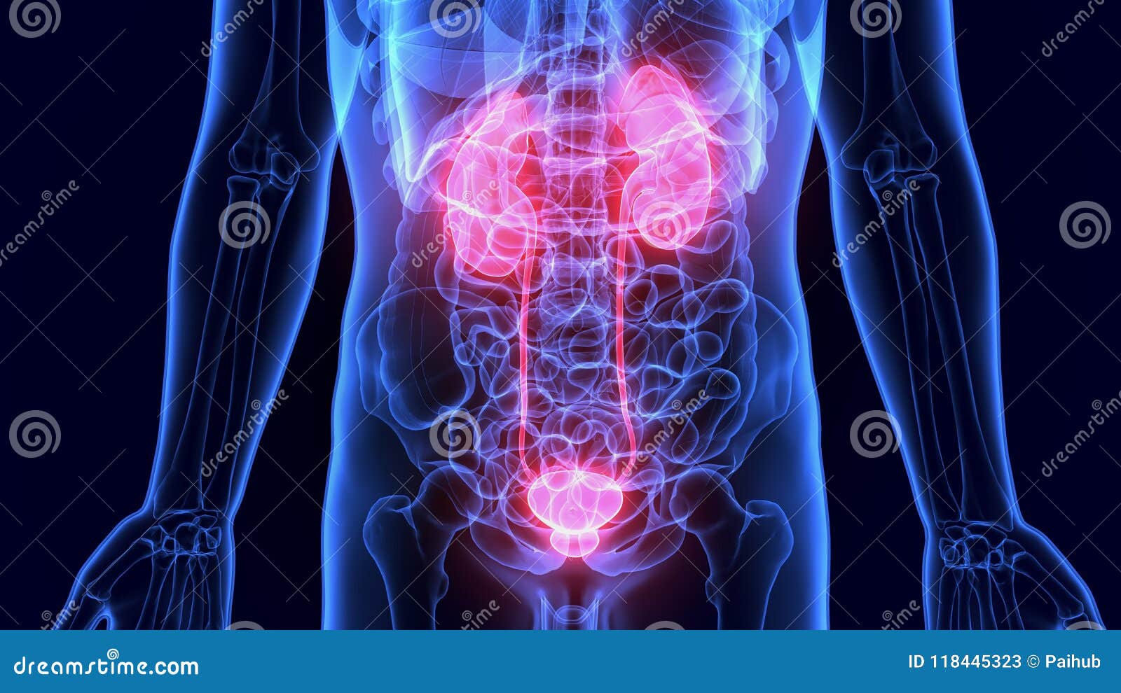 Kidney Location In Human Body Back - Kidney Failure Disease