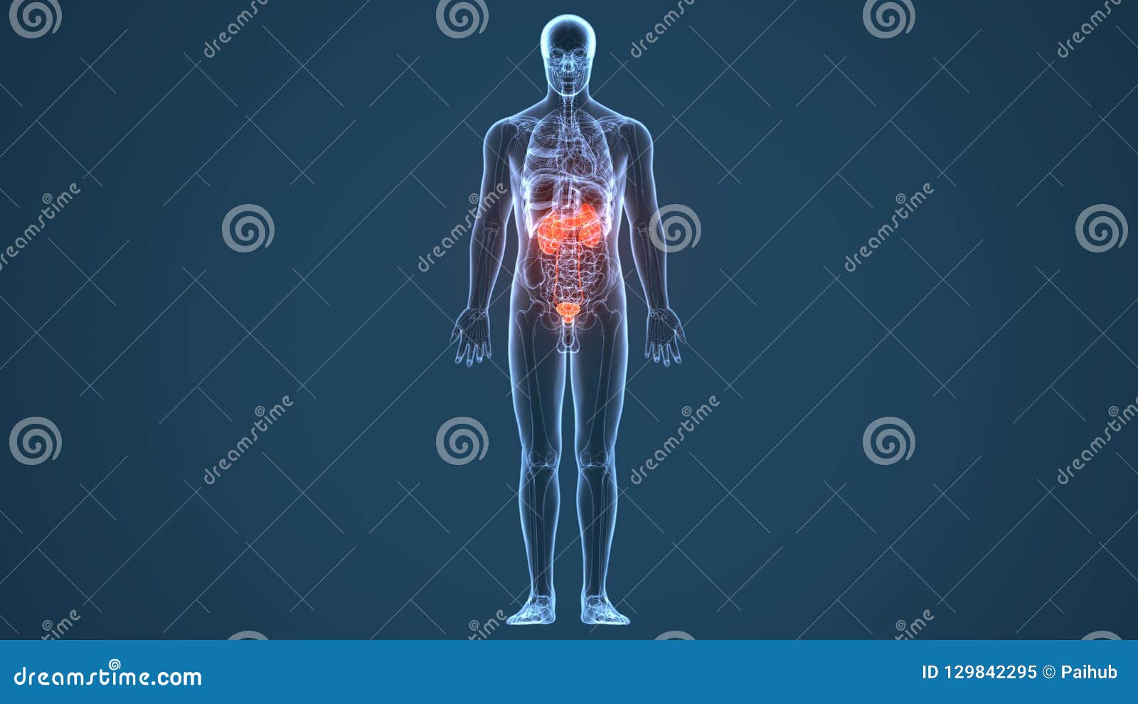 3d  of human body kidneys anatomy
