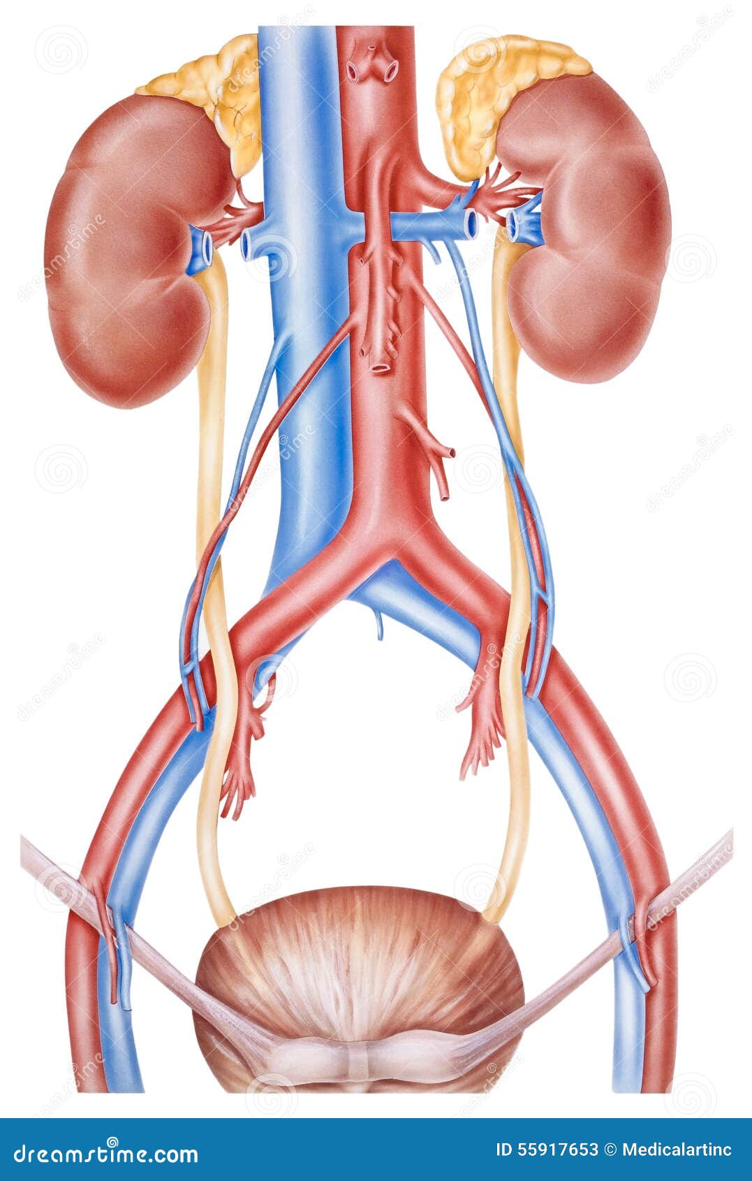 kidneys and ureters
