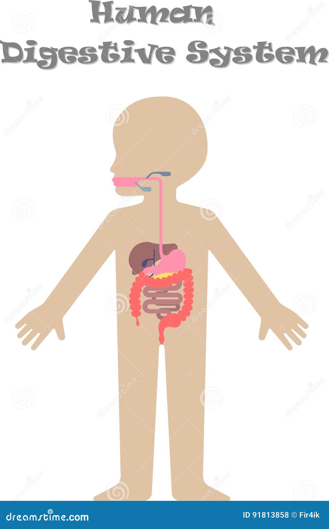 Resultado de imagen de digestive system pictures for kids