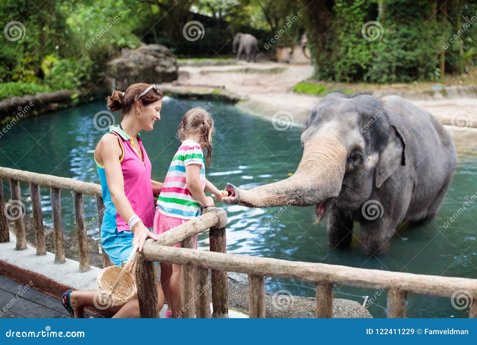 kids feed elephant in zoo. family at animal park.