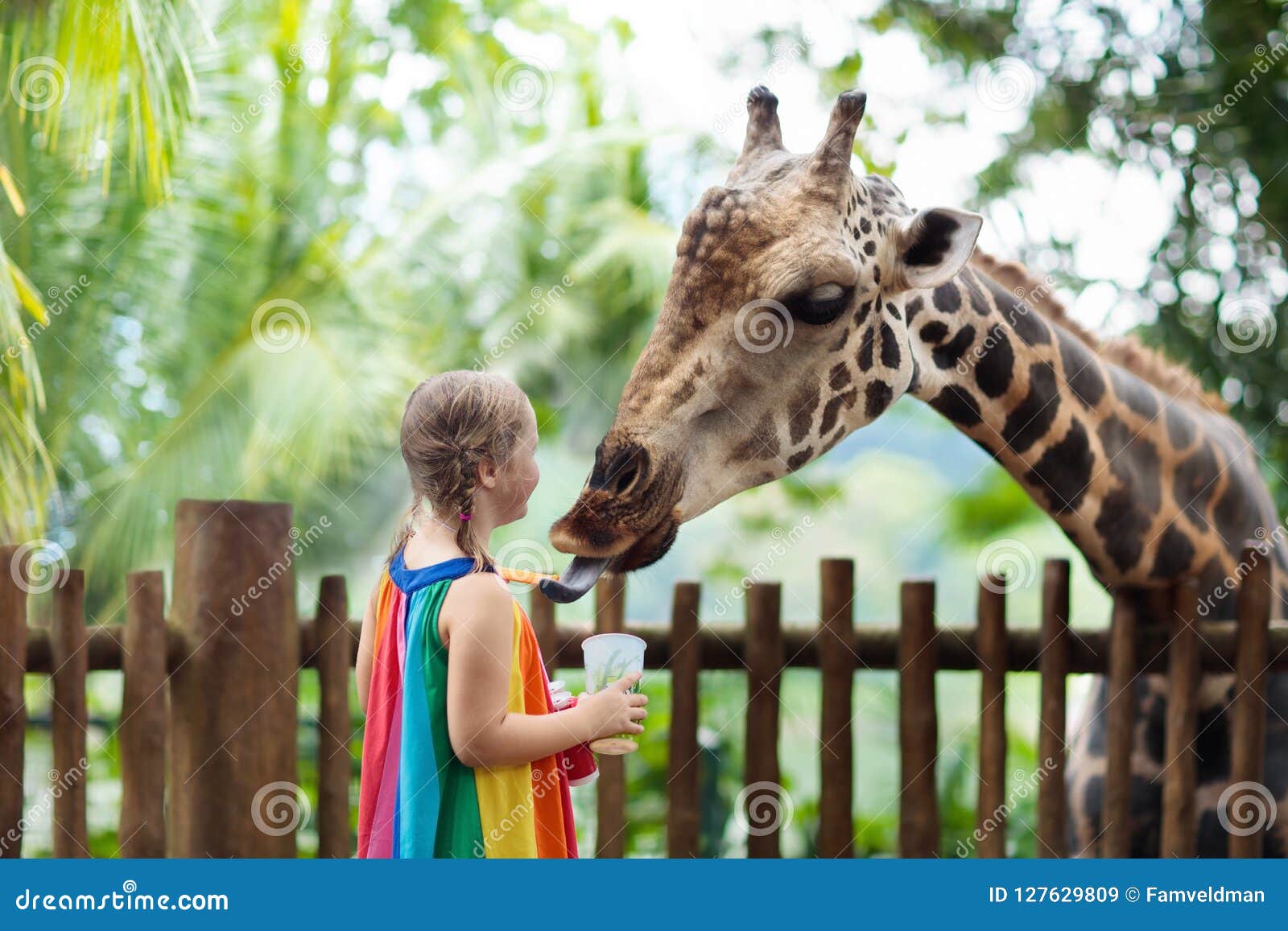 Kids Feed Giraffe at Zoo. Children at Safari Park. Stock Image - Image of outdoor, nature: 127629809 Kids Feed Giraffe at Zoo. Children at Safari Park. Stock Image - Image of outdoor, nature: 127629809