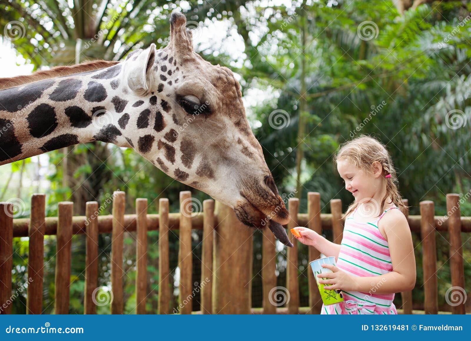 safari park feed giraffes