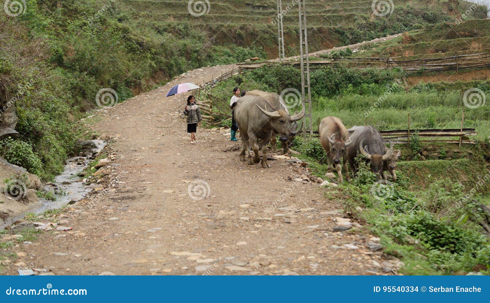 kids herding buffaloes in sa pa valley