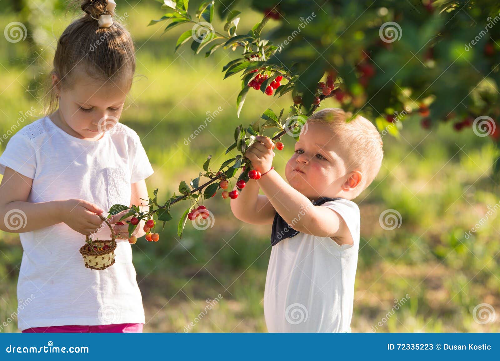 Kids picking cherry stock image. Image of nature, operation 72335223