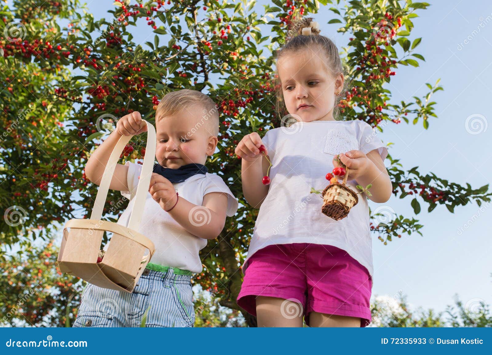 Kids picking cherry stock image. Image of country, funny 72335933