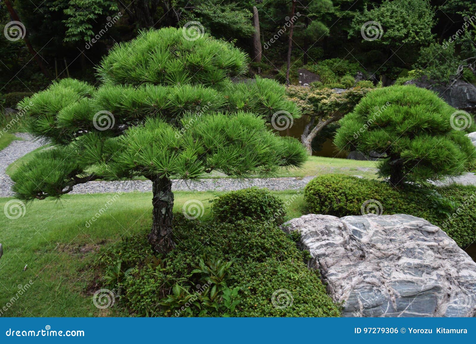 Kiefer Im Japanischen Garten Stockfoto Bild von bäume, betäuben 97279306