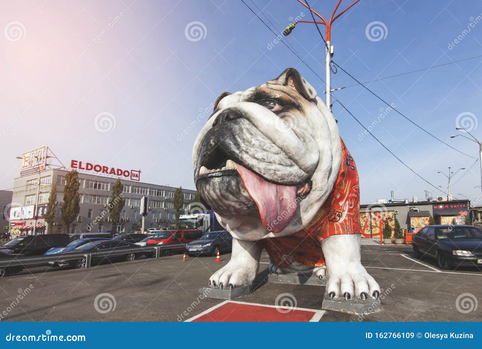 giant english bulldog