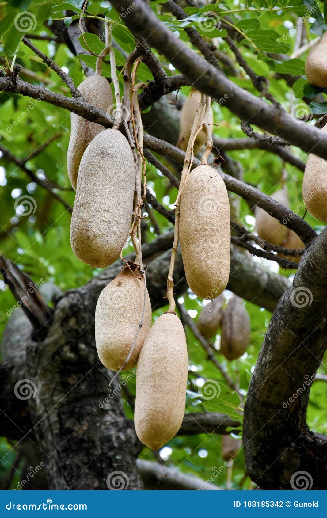 Picture showing Kigelia africana fruits hanging on the tree [1].