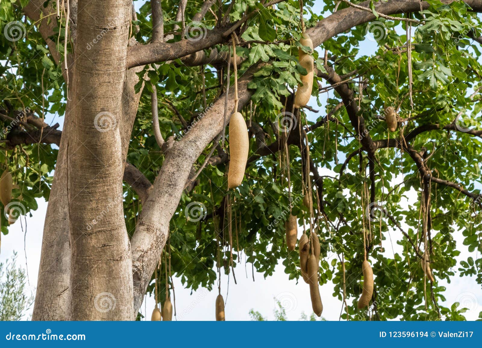 Kigelia africana - Sausage Tree