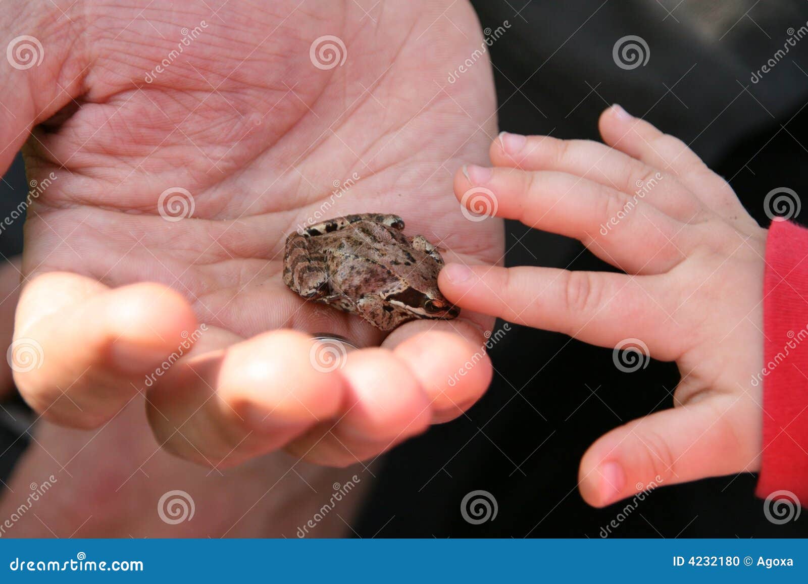 Kikker op hend. Kikker op de vader hend