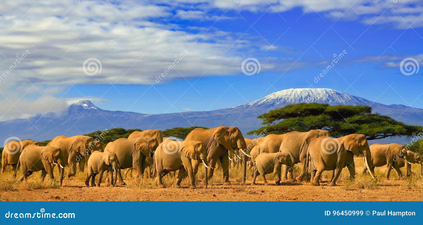 kilimanjaro tanzania african elephants safari kenya