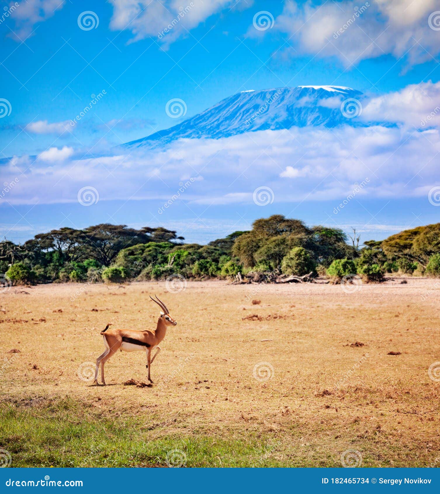 kilimanjaro and thomson`s gazelle in kenya savanna