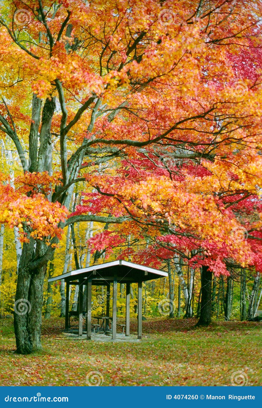 Killarney Colours. Majestic Maple Tree in full Fall splendour - Killarney Provincial Park, Ontario.