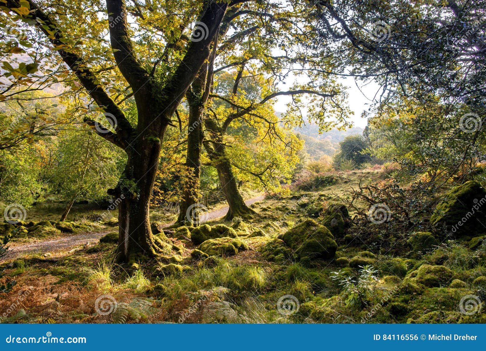 Killarney national park stock photo. Image of park, trees - 84116556
