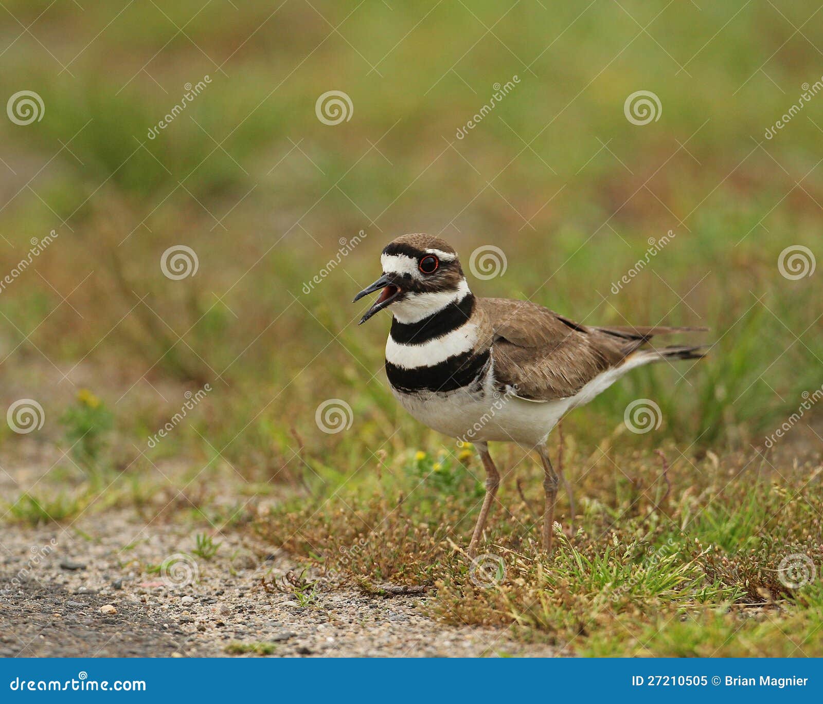 Killdeer stock image. Image of yell, aves, connecticut 27210505