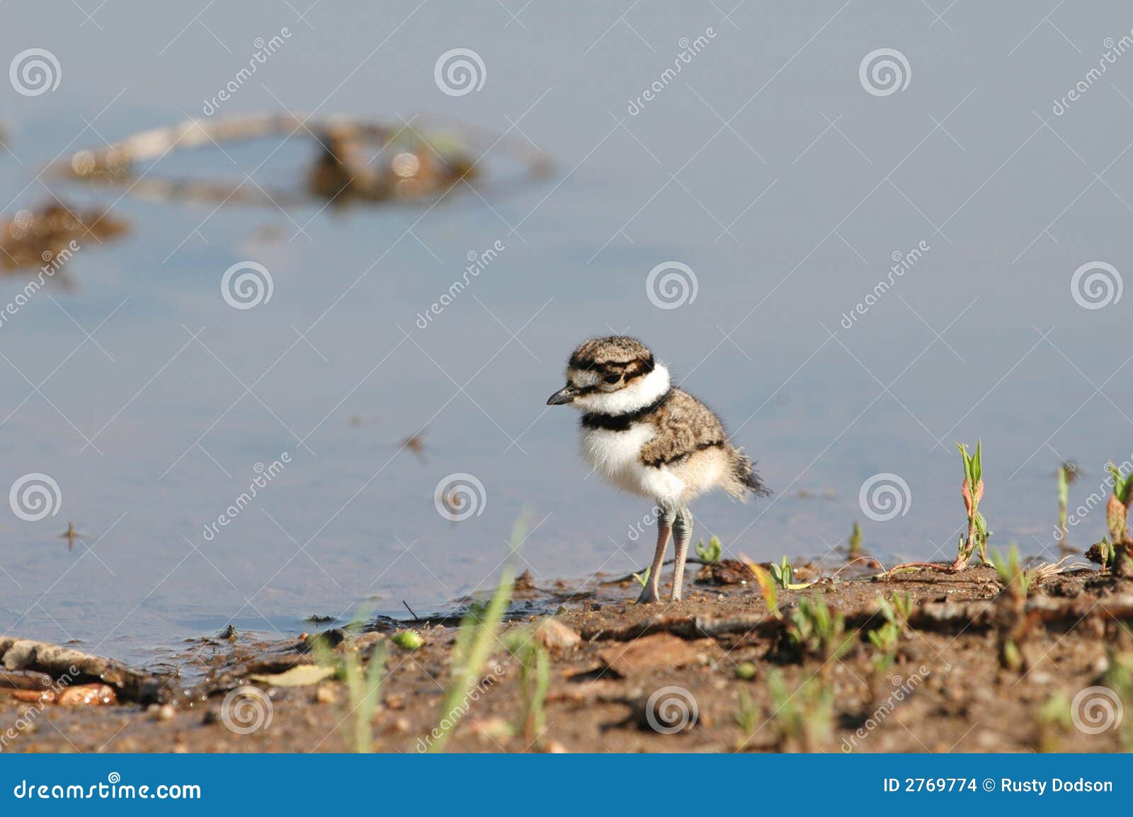 Killdeer Baby Stock Images Image 2769774