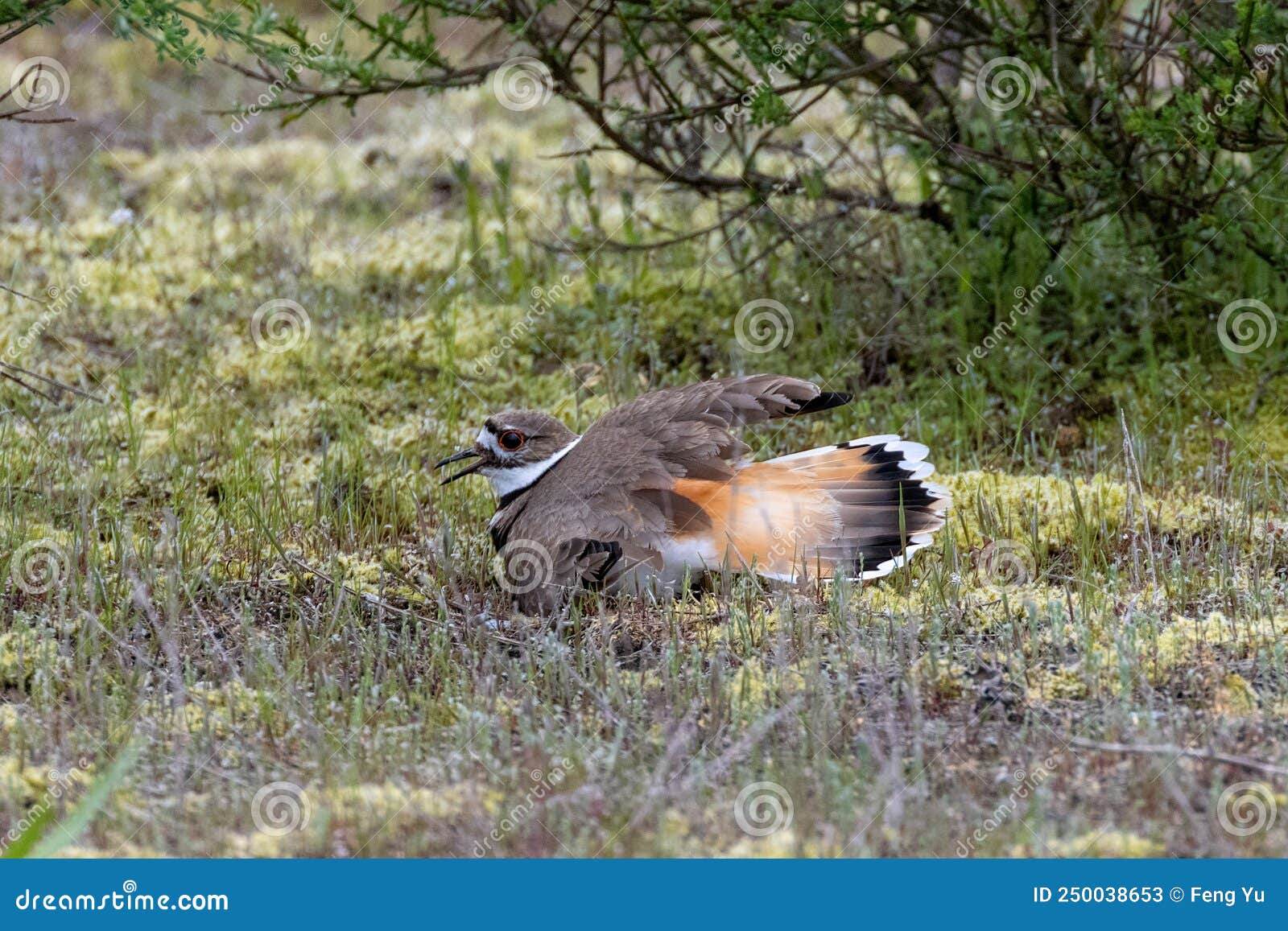 Killdeer Bird Nest Stock Photo 250038653