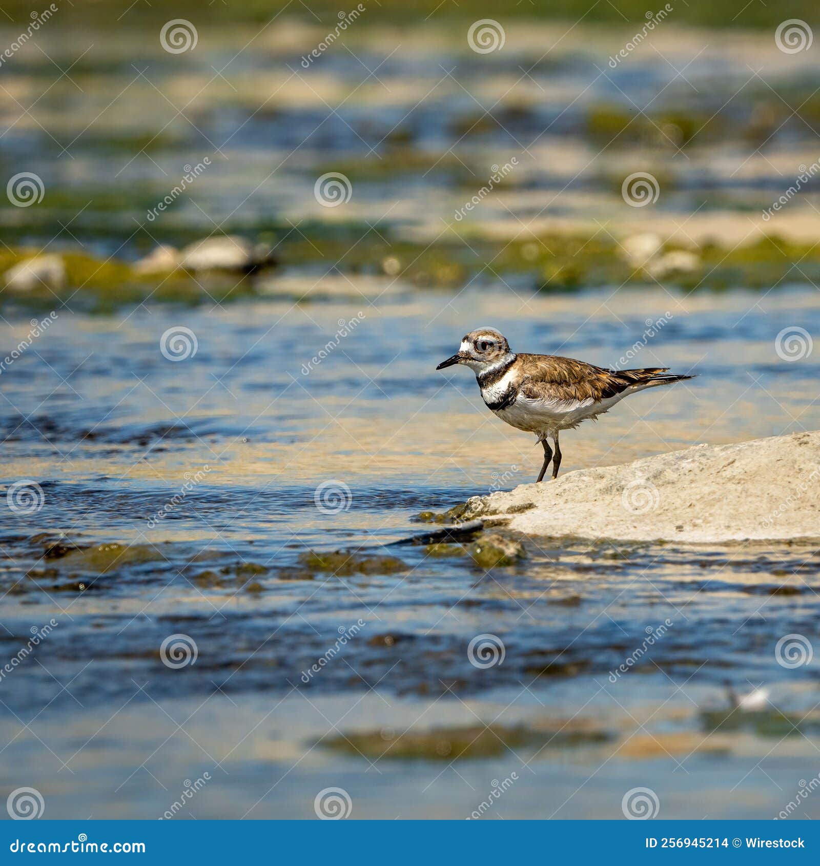 Killdeer Bird Searching for Food at the River Stock Photo Image of