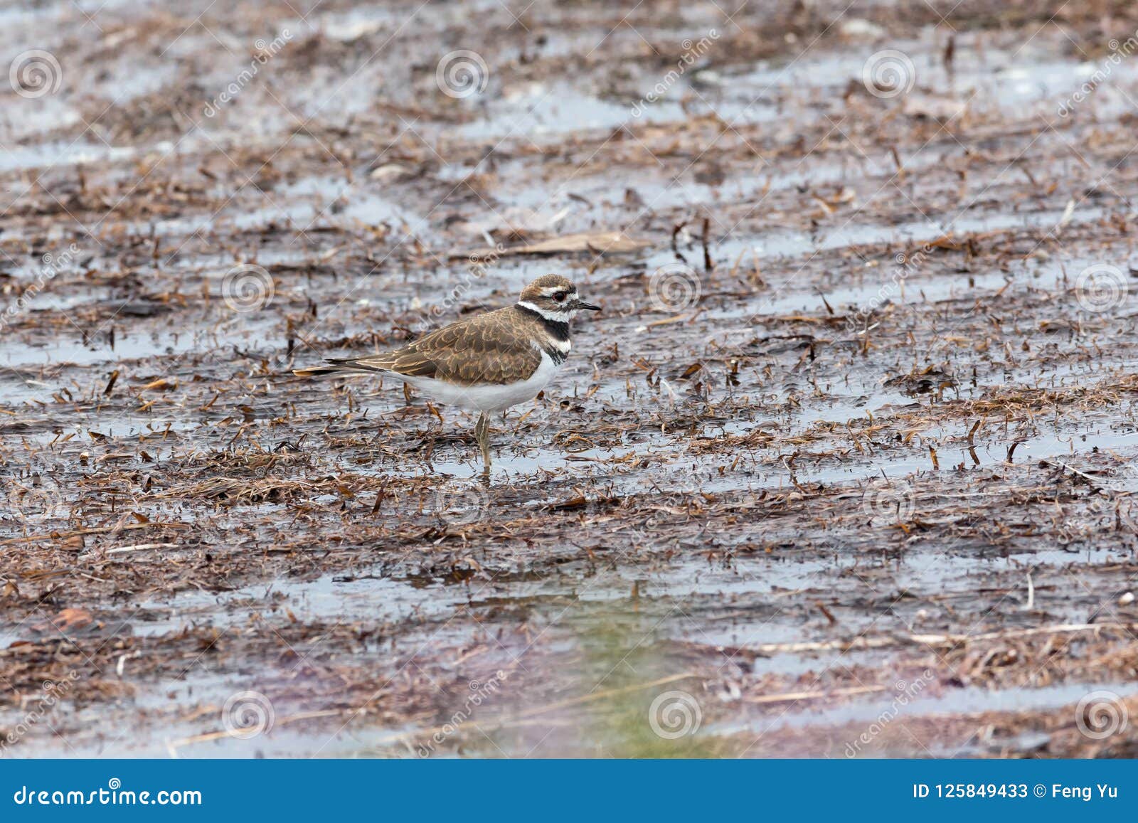 A Killdeer bird stock image. Image of vancouver, avian 125849433