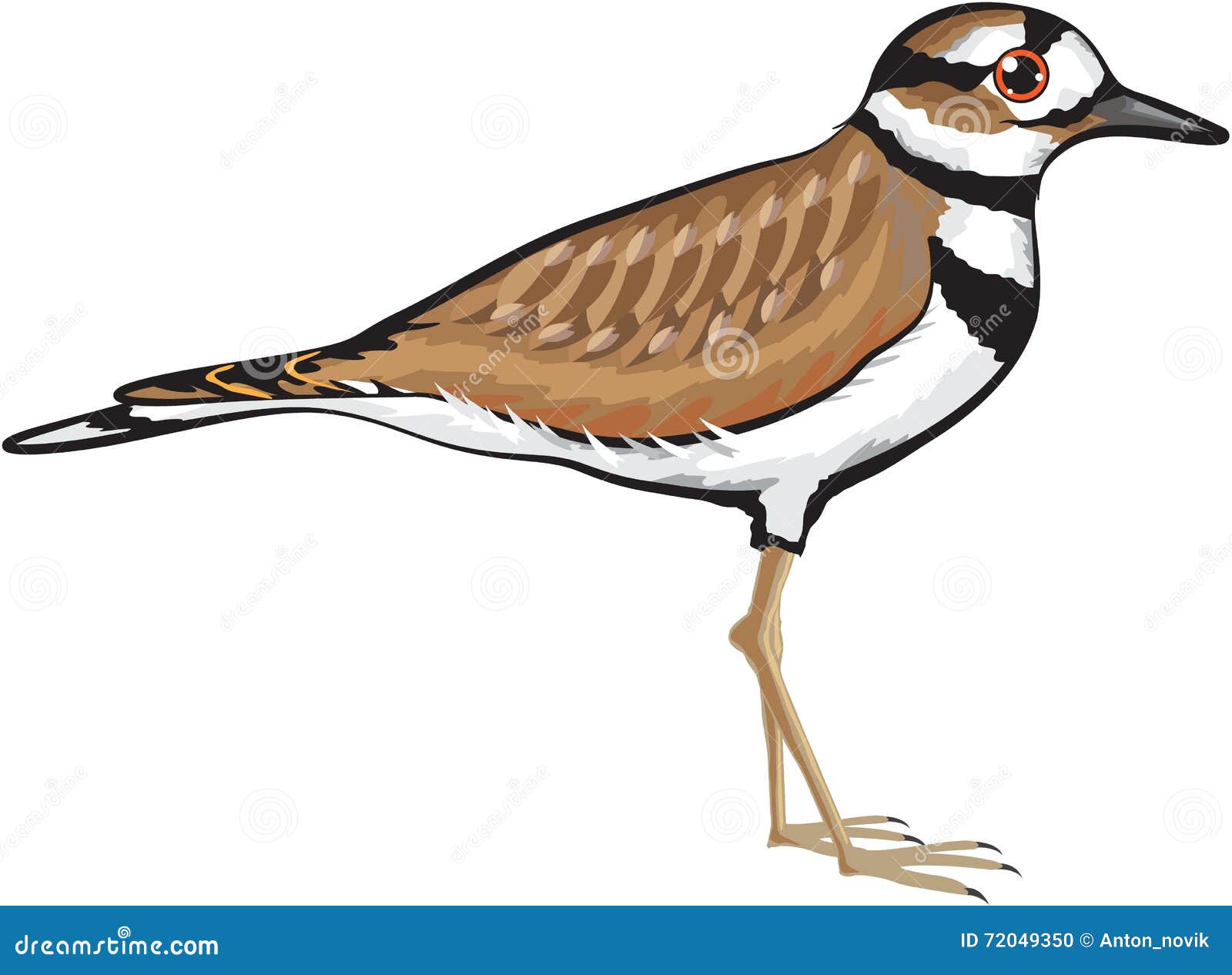 Killdeer Bird Vector Illustration Simplified Drawing Design File Stock