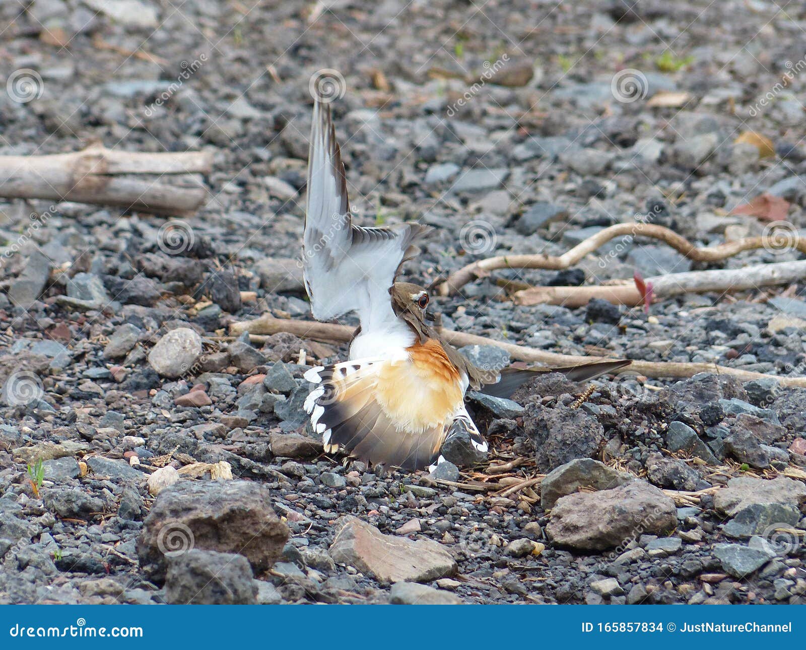 killdeer broken wing diversion technique 1